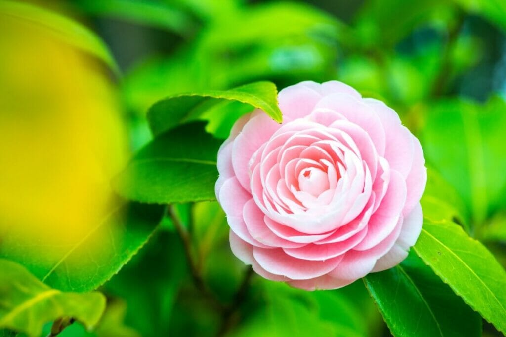 Entretien et maintenance