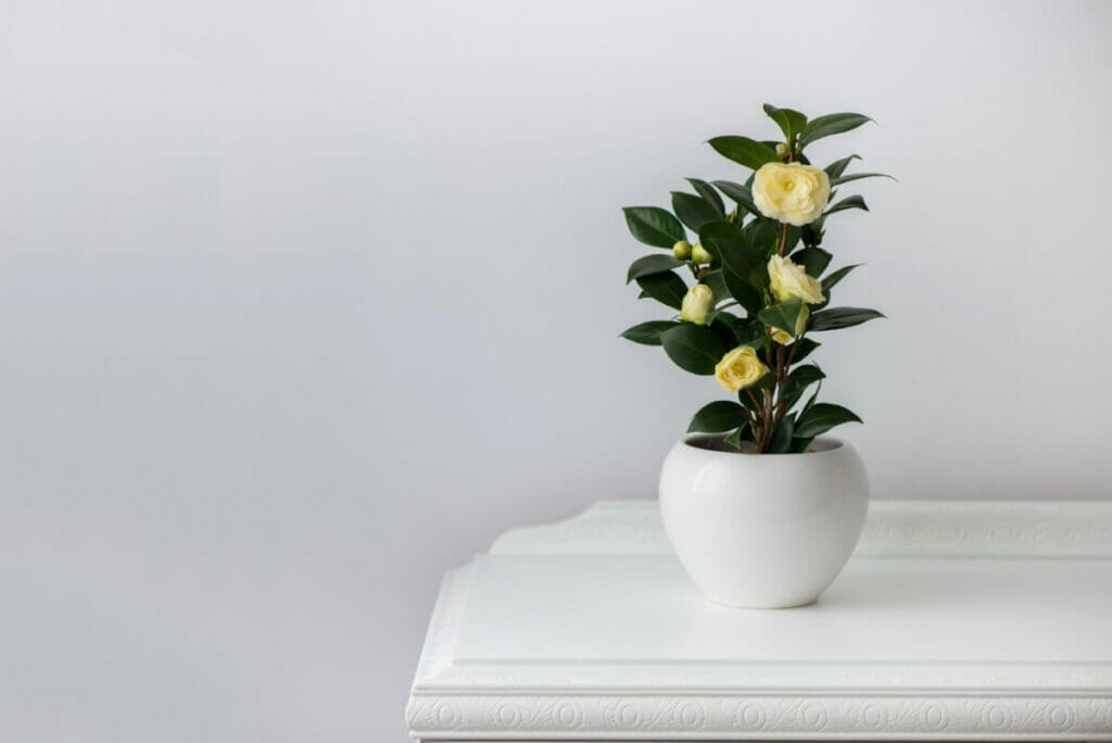 Occasions de cadeaux appropriées pour les fleurs de camélia