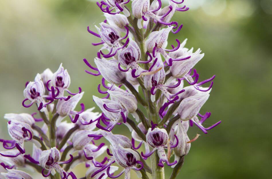 Histoire et origines des orchidées-singes