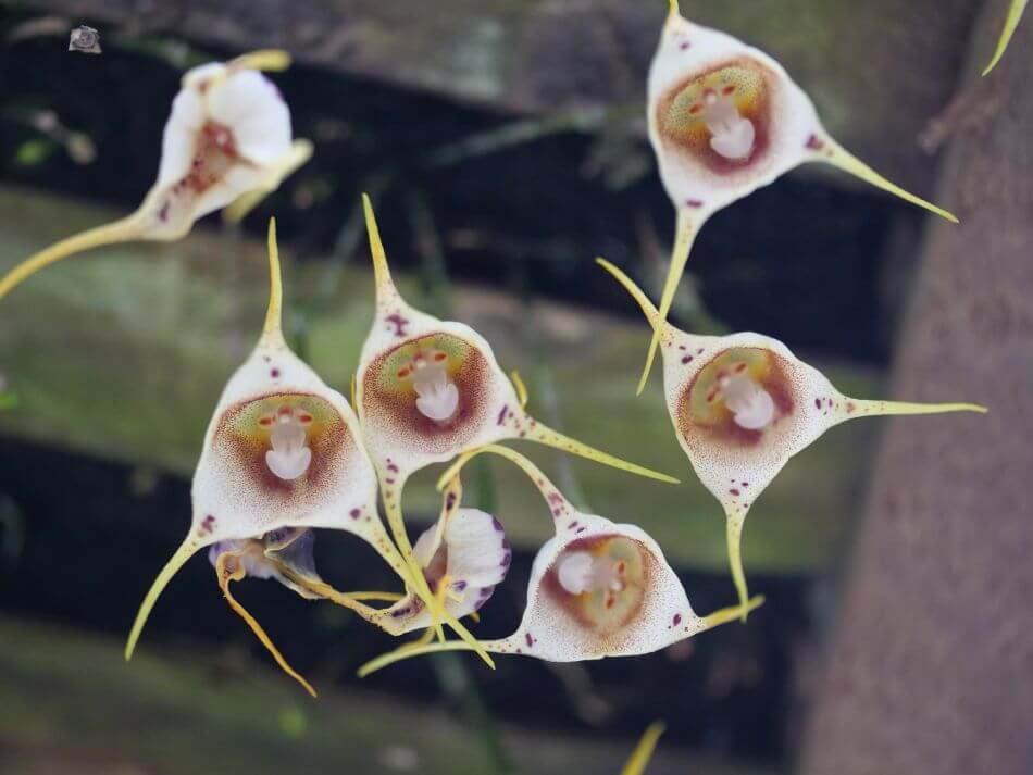 Cultivars populaires d'orchidées à face de singe