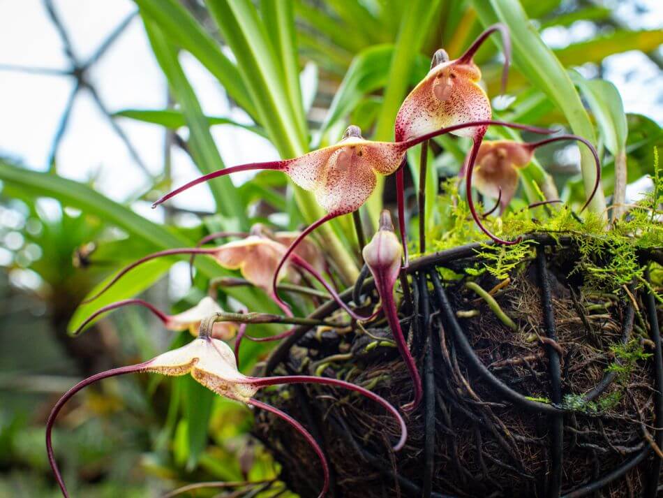 Comment cultiver et prendre soin des orchidées à face de singe à la maison