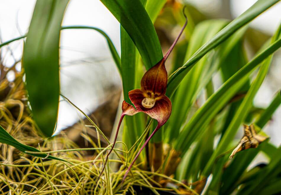 Signification et symbolisme des orchidées de singe