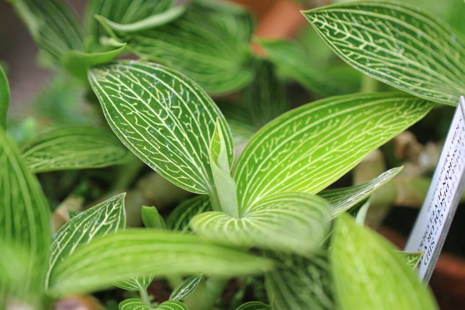 À propos de Jewel Orchids