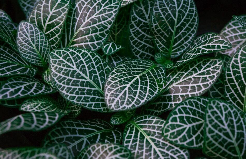 Cultivars populaires d'orchidée bijou