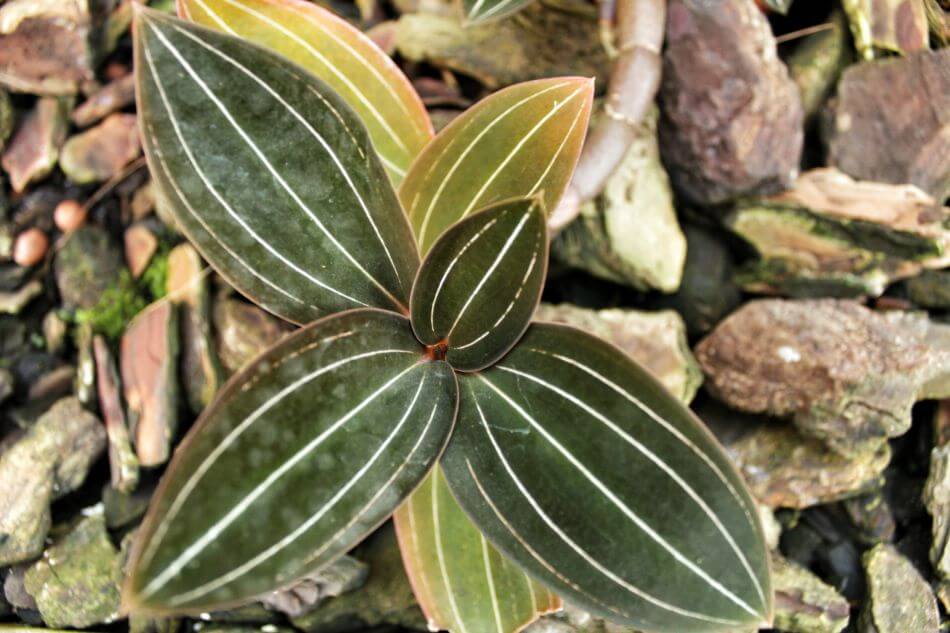 Problèmes, ravageurs et maladies de l'orchidée bijou (et traitements !)