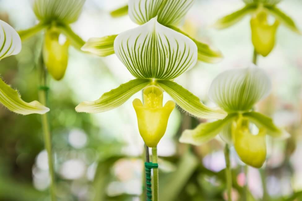 Comment cultiver et prendre soin des orchidées du sabot de la Vierge à la maison