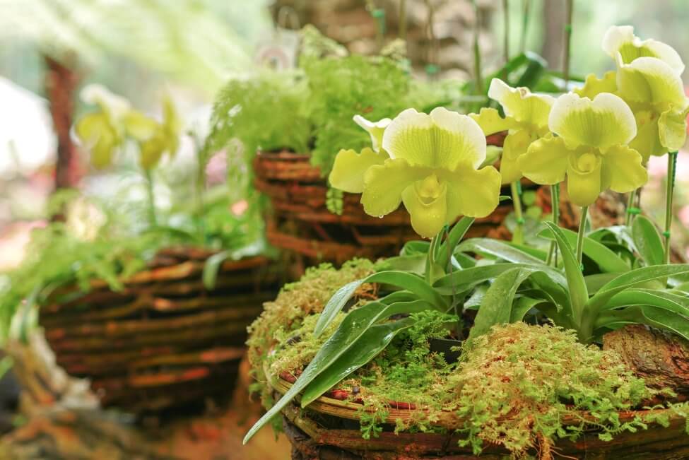 Occasions de cadeaux appropriées pour les orchidées du sabot de la Vierge