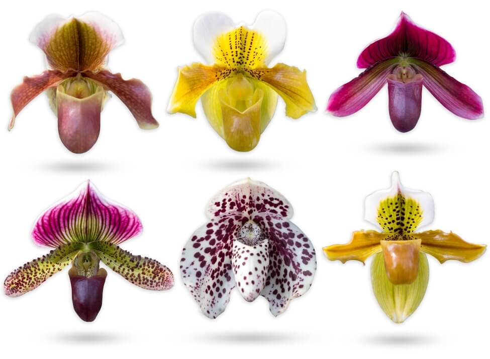 Types, espèces et cultivars d'orchidées populaires du sabot de la Vierge