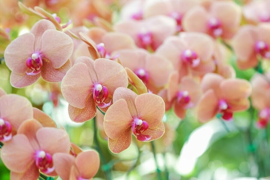 A propos des orchidées Phalaenopsis