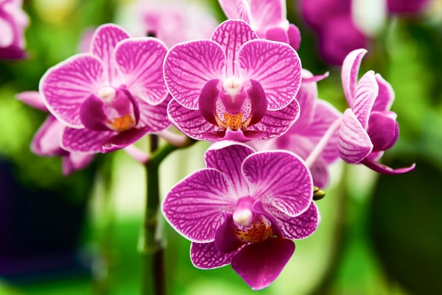 Histoire et origines des orchidées Phalaenopsis