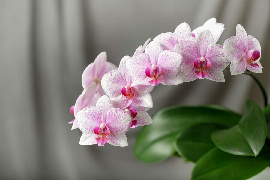 Signification et symbolisme des orchidées Phalaenopsis