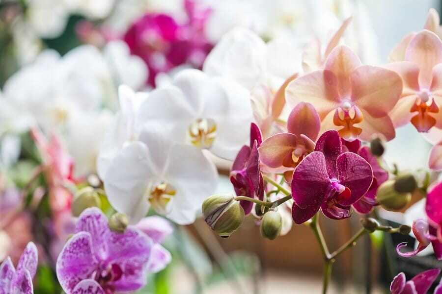 Types, espèces et cultivars populaires d'orchidées Phalaenopsis