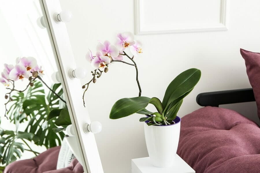 Préférences lumineuses de l'orchidée Phalaenopsis