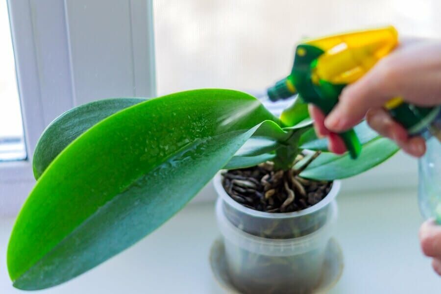 Problèmes, ravageurs et maladies de l'orchidée Phalaenopsis