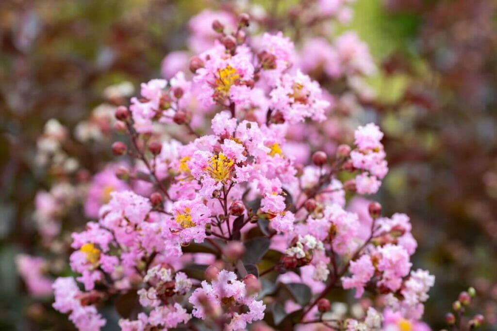 Rhapsodie en rose® Myrte de Crape