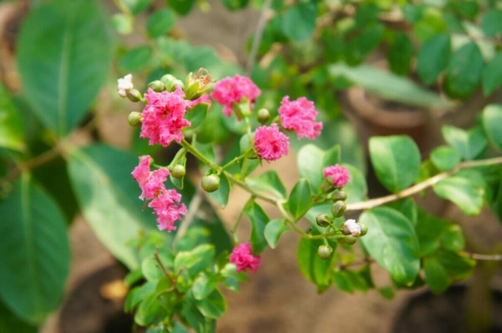 Myrte de Pocomoke