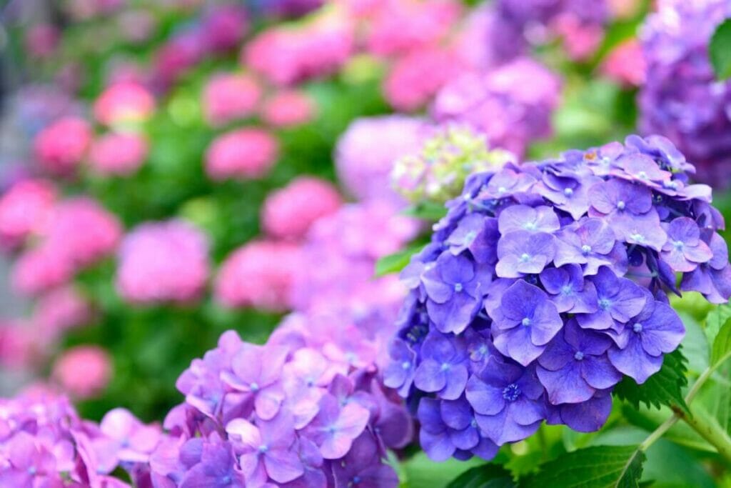 Qu'est-ce qui détermine la couleur d'un hortensia ?