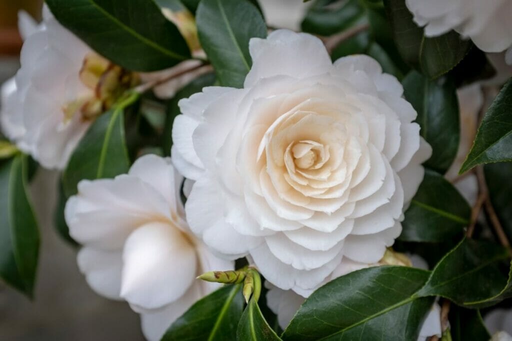 Le Camellia 'Nuccio's Gem' est un magnifique type de fleurs de camélia blanches.