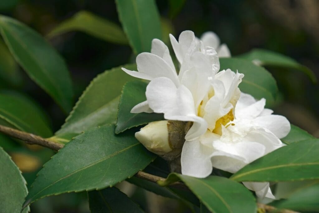 Le camélia 'Snow Flurry' est un magnifique type de fleurs de camélia blanches.