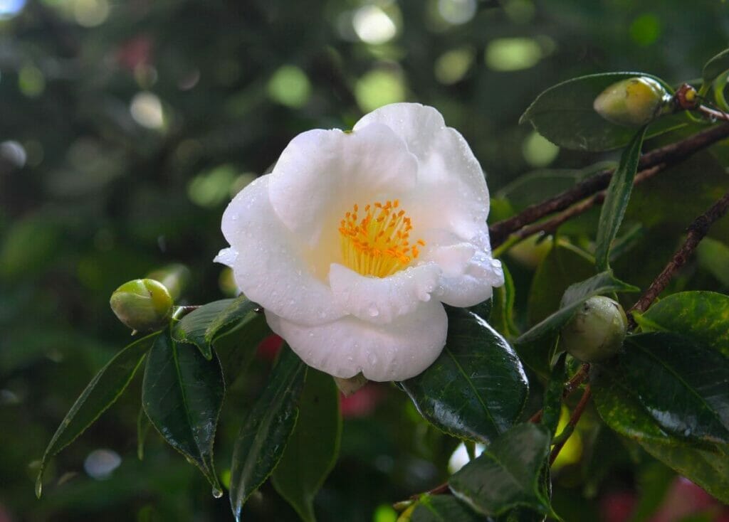 Le Camellia 'Silver Waves' est un magnifique type de fleurs de camélia blanches.