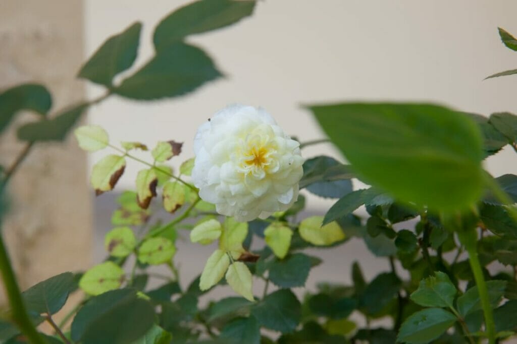 Le Camellia 'Sea Foam' est un magnifique type de fleurs de camélia blanches.