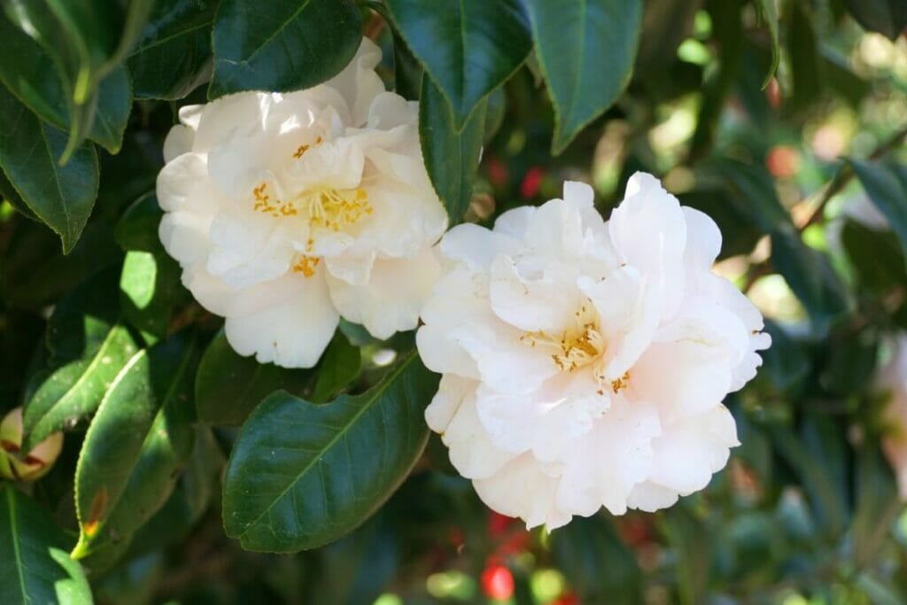 Le Camellia 'White Empress' est un magnifique type de fleurs de camélia blanches.