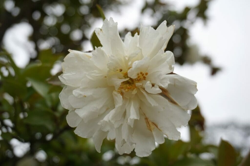Camellia reticulata 'Baihuajin'