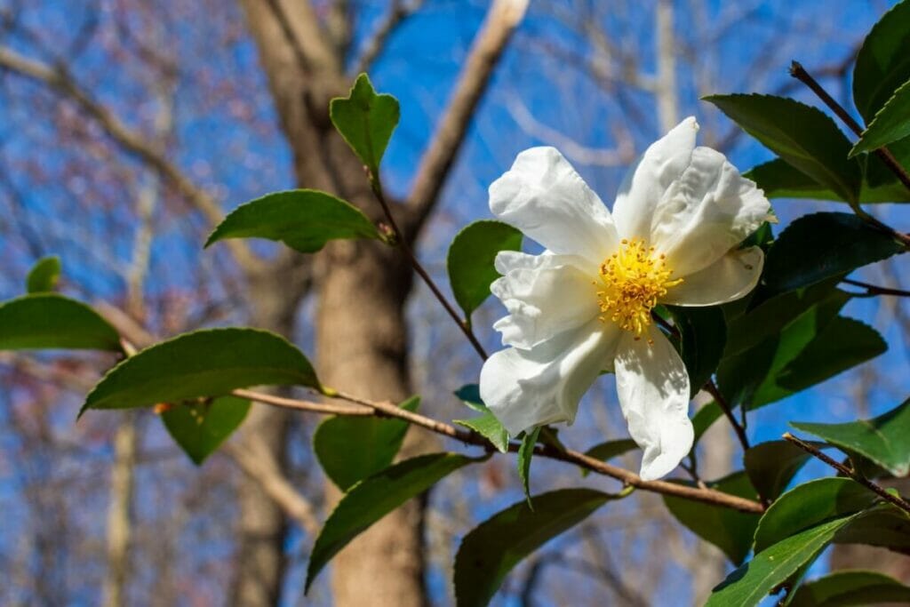 Le Camellia 'Bessie Battle' est un magnifique type de fleurs de camélia blanches.