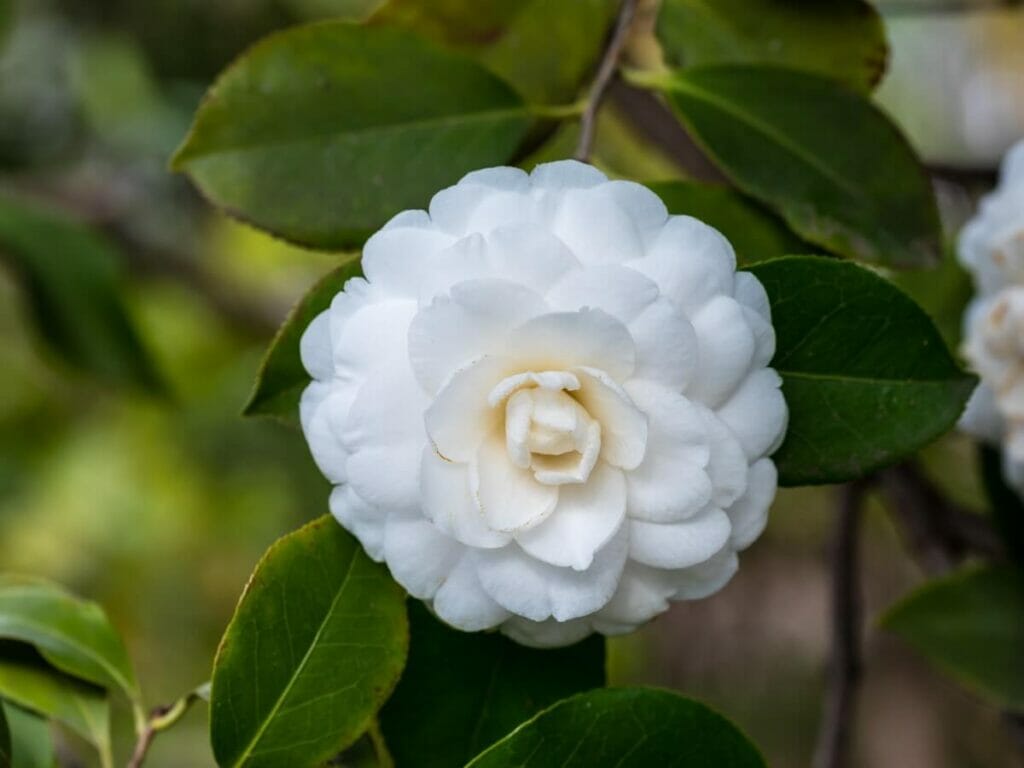 Les Camellia 'Alba Plena' sont un beau type de fleurs de camélia blanches.