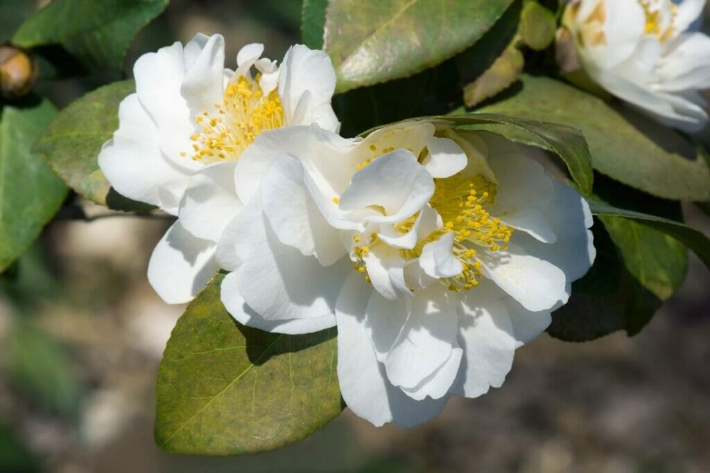 Camellia 'Cream Puff'