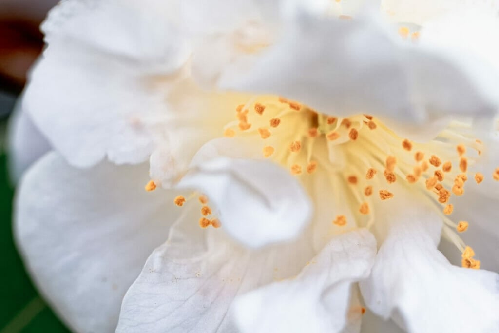 Camellia 'Scentuous'