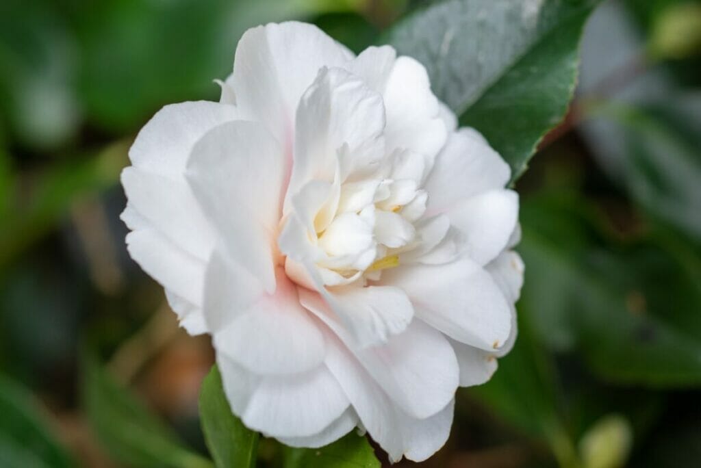 Camellia japonica 'Shiro Chan'