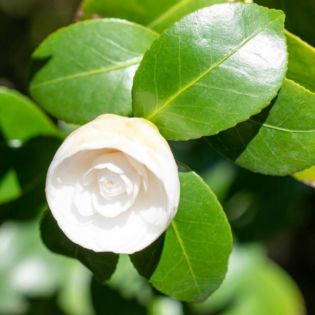 Camellia japonica 'Duchesse de Berry' est un beau type de fleurs de camélia blanches.