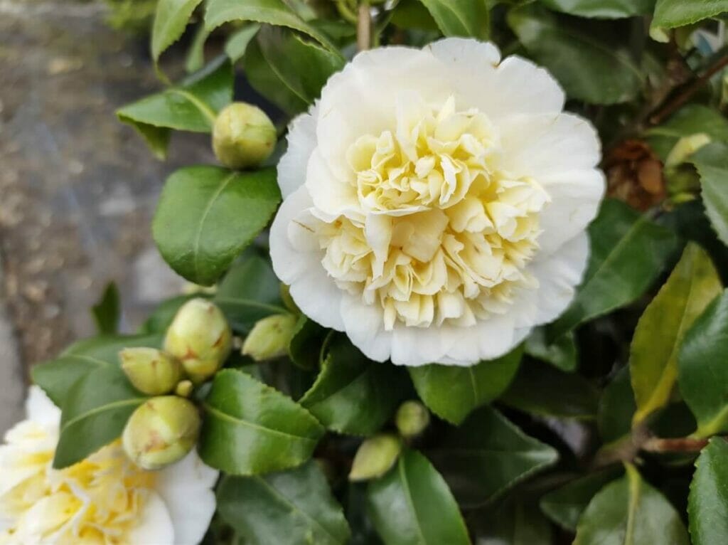Camellia x williamsii 'Jury's Yellow'