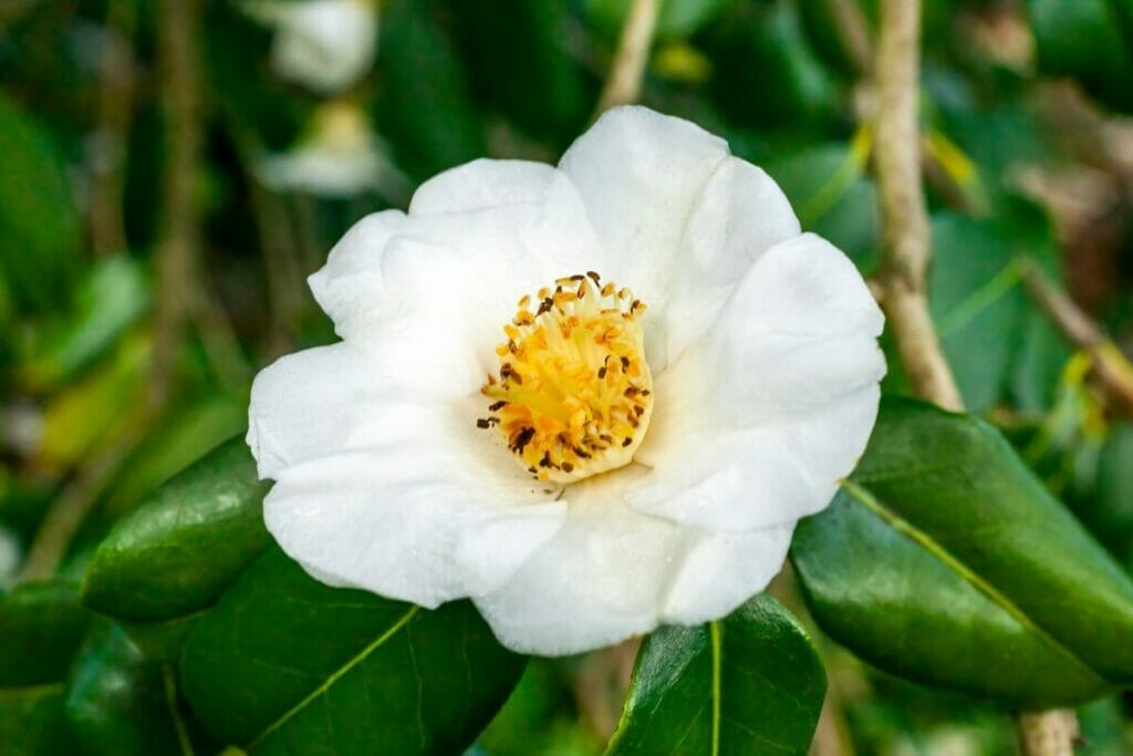 Camellia x williamsii 'Coppelia Alba' est un beau type de fleurs de camélia blanches.