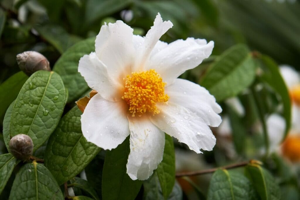 Le camélia de Grantham est un magnifique type de fleurs de camélia blanches.