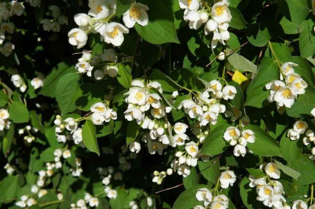 Lemoinei Mock Orange