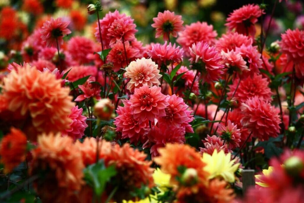 A propos des Dahlias
