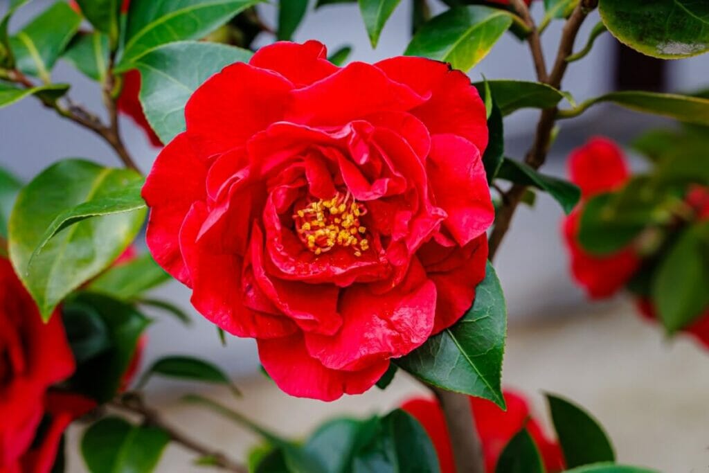Les Camellia 'Dr. Burnside' sont des types populaires de fleurs de camélia rouges.