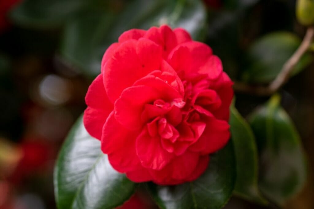 Les Camellia 'Emperor of Russia' sont des types populaires de fleurs de camélia rouge.