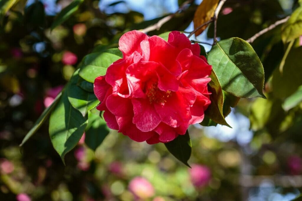 Clifford Parks' sont des types populaires de fleurs de camélia rouges.