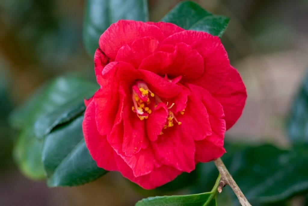Les Camellia 'Grand Slam' sont des types populaires de fleurs de camélia rouges.