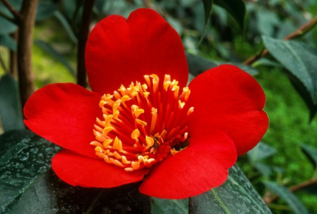 Camellia 'Kimberley'