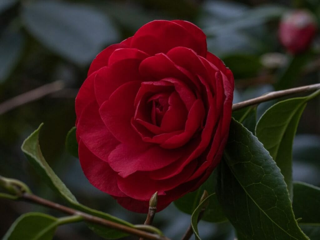 Camellia 'Les Jury'