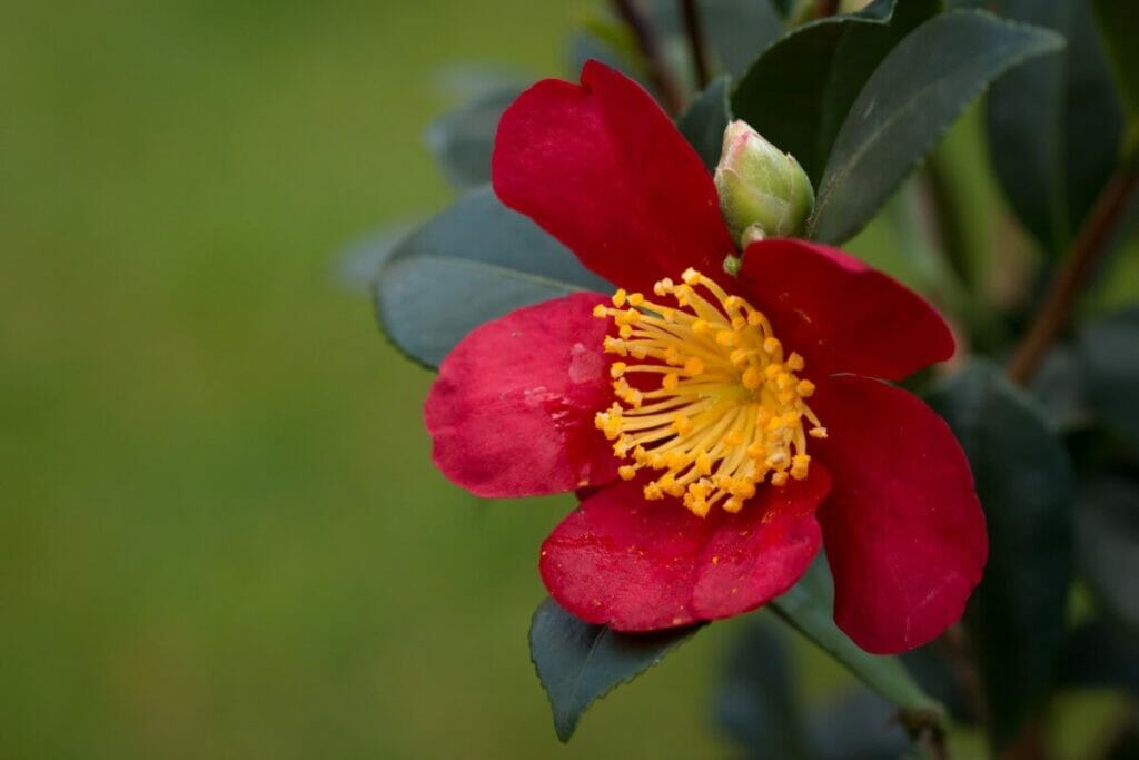 Camellia 'Yuletide'