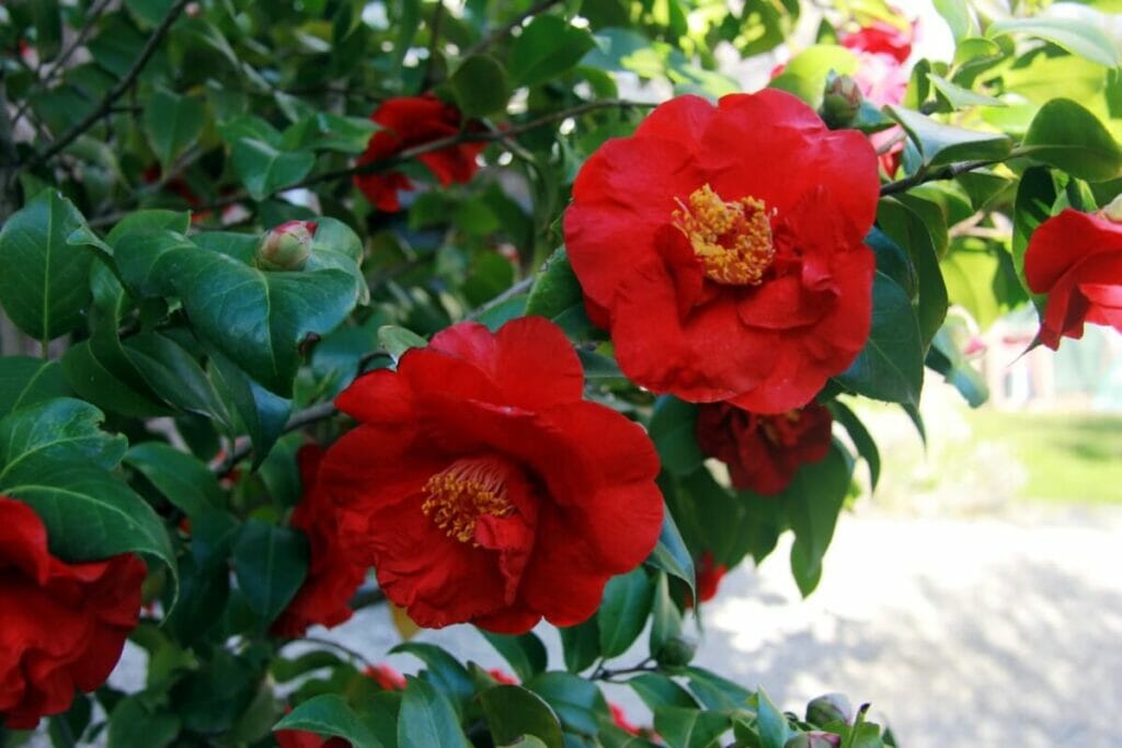 Alabama Beauty Camellia