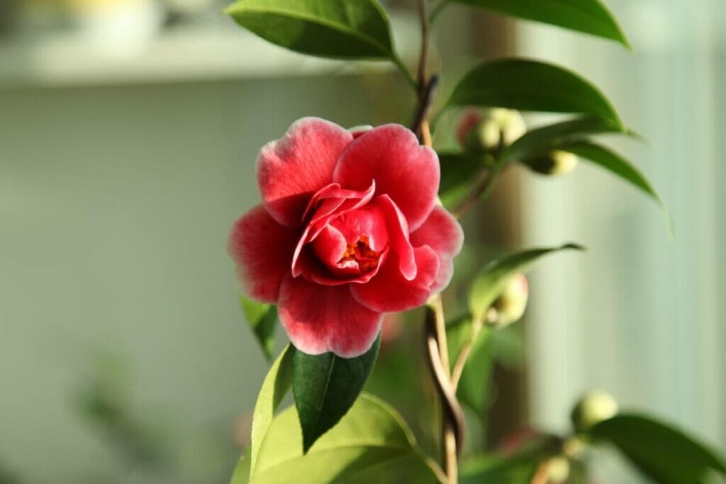 Les Tama Vino Camellia Japonica sont des types populaires de fleurs de camélia rouge.