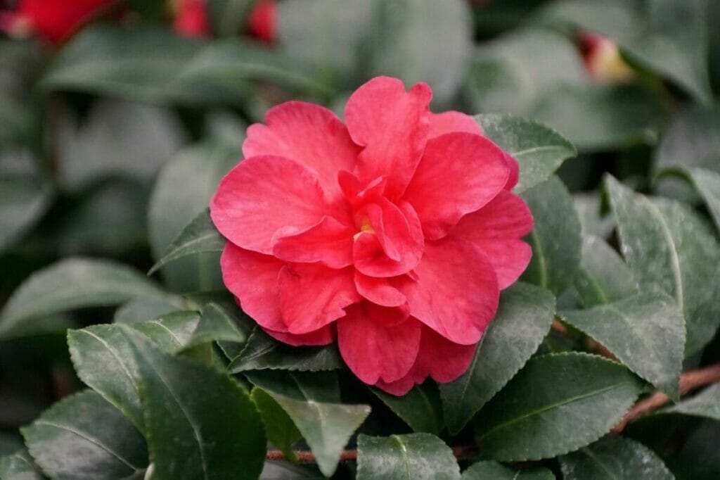 Les October Magic Ruby Camellia sont des types populaires de fleurs de camélia rouge.