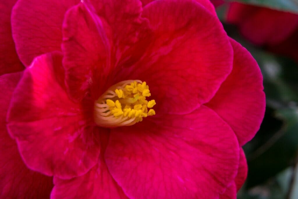 Glen 40 Camellia Japonica sont des types populaires de fleurs de camélia rouge.