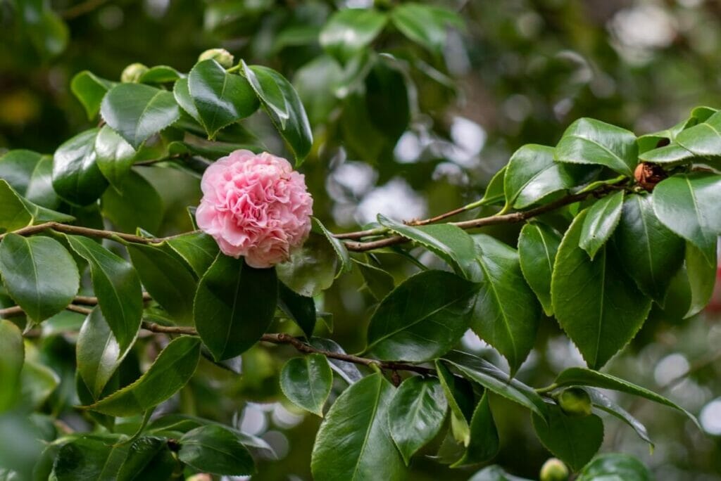 Camellia japonica 'Debutante' est une variété de camélia rose très populaire. 